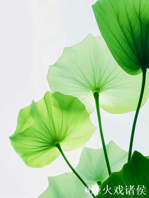 青青草伊人网：畅享绿色清新与唯美人生